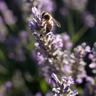 Lavender honey from Provence (Luberon), France